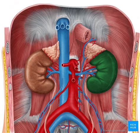 Kidneys, ureters & suprarenal glands: Anatomy, location .
